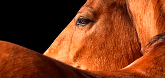 En qué consiste el seguro para caballos