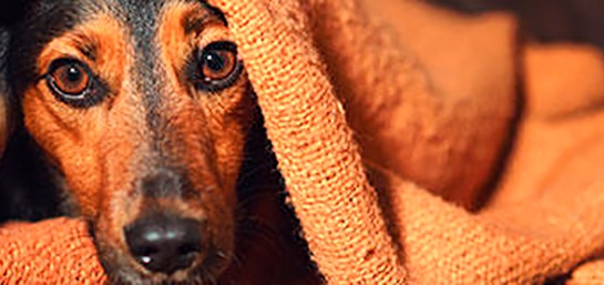 En Navidad, ¿qué hacer con tu perro si le asustan los petardos?