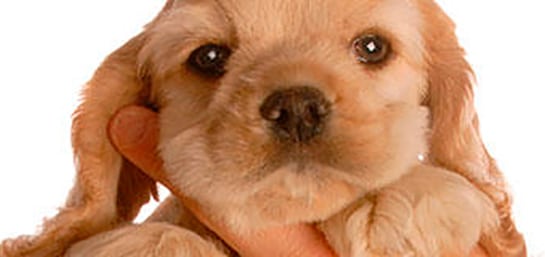 ¿Qué son las hernias umbilicales en perros?