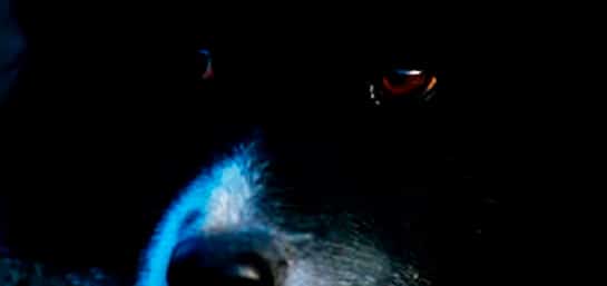 ¿Qué hacer ante la muerte de una mascota?