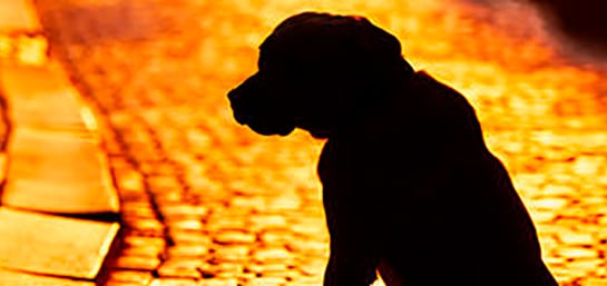 Pasos a seguir si se pierde tu mascota