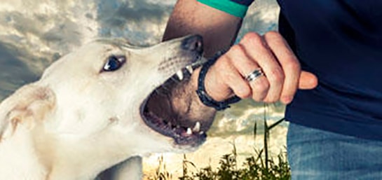 ¿Qué hacer si te muerde un perro?