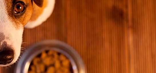 ¿Qué puedo hacer si mi perro no quiere comer?