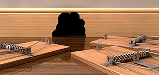 ¿Cómo saber si hay ratas en una casa?