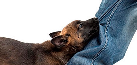 ¿El seguro de hogar cubre si mi perro muerde a alguien?