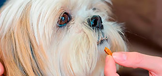 Comida con vitaminas o medicación, ¿cómo conseguir que se la tomen?