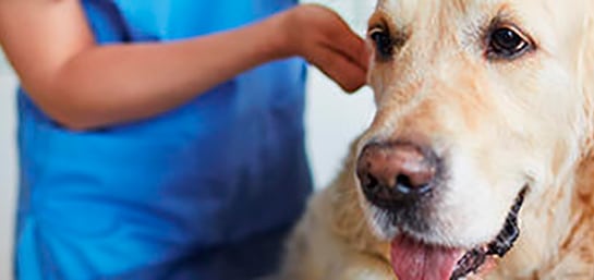 ¿Cómo saber el número de chip de un perro?