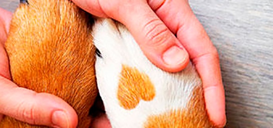 ¿Es obligatorio contratar un seguro para perros?