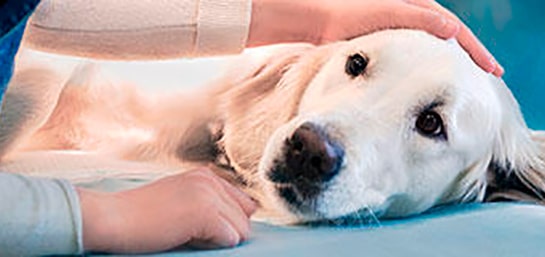 Las operaciones para mascotas más costosas