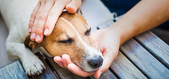 Cómo saber si mi perro tiene fiebre