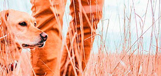 ¿Los perros de caza están cubiertos dentro del seguro?