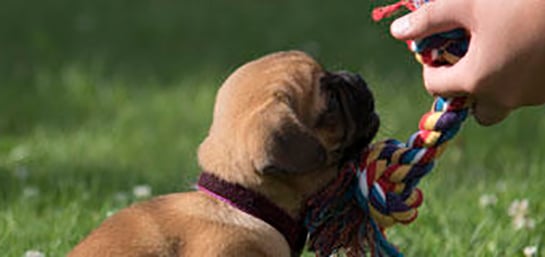 10 razas de perros ideales para niños