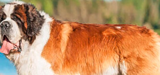 Las 10 razas de perros más grandes del mundo