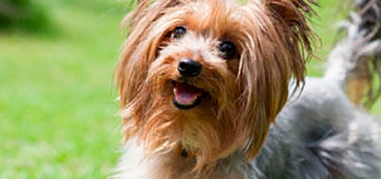 Las 10 razas de perros más pequeñas del mundo