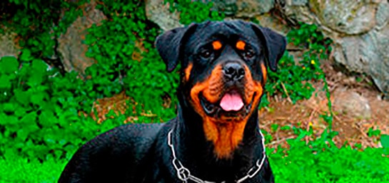 Requisitos para tener un perro PPP