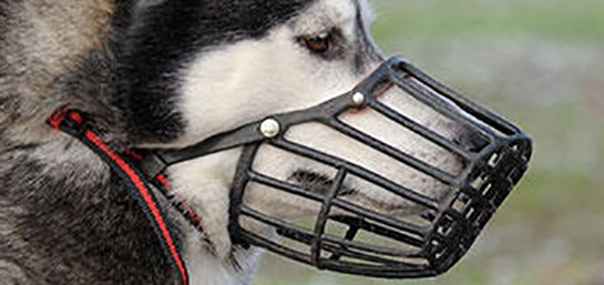 Poner un bozal al perro sin traumas