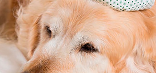 ¿Cómo poner el termómetro a un perro?