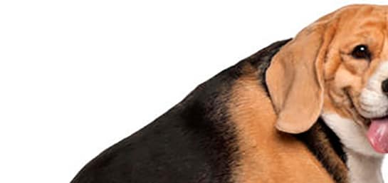 ¿Por qué engorda mi perro? Más allá de la sobrealimentación