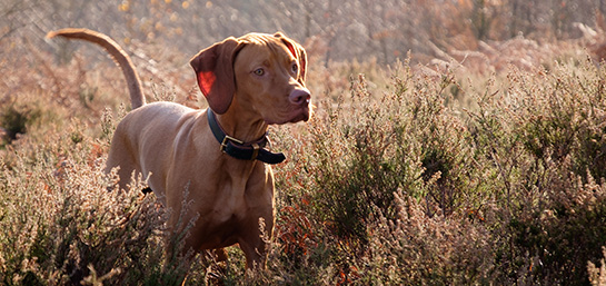 Todo sobre la raza Braco Weimaraner