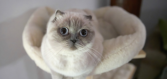 Las 5 razas de gatos más sociables