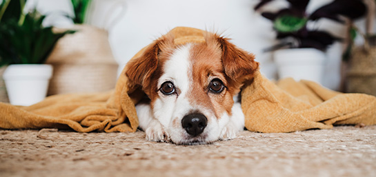 Las razas de perro más sensibles a la bajada de las temperaturas
