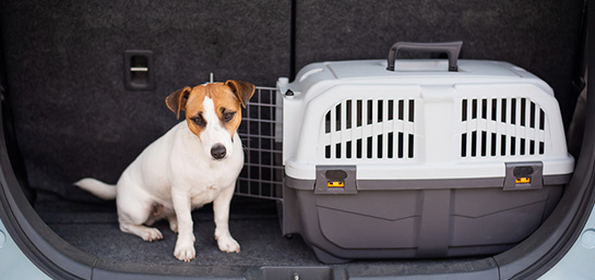 Requisitos para viajar con tu mascota en avión
