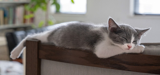 ¿Qué significa el ronroneo de los gatos?