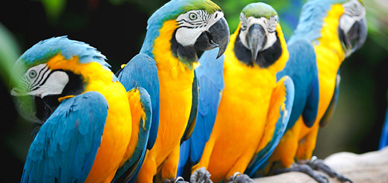 Todo lo que debes saber sobre el seguro de animales exóticos