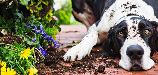¿Cubre el Seguro los desperfectos que provoque mi Mascota?