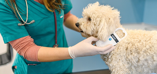 ¿Hay que identificar a las mascotas con un chip?