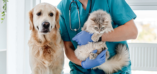 veterinario con perro y gato