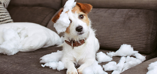 ¿Incluyen los seguros de mascotas la responsabilidad civil?