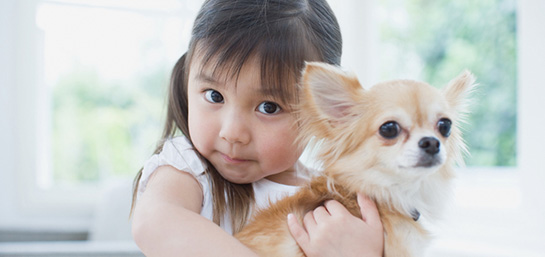 Seguro para mascotas sin chip