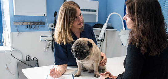 ¿Seguro médico para perros o iguala veterinaria?