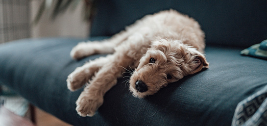 Gastos veterinarios en el Seguro de Hogar
