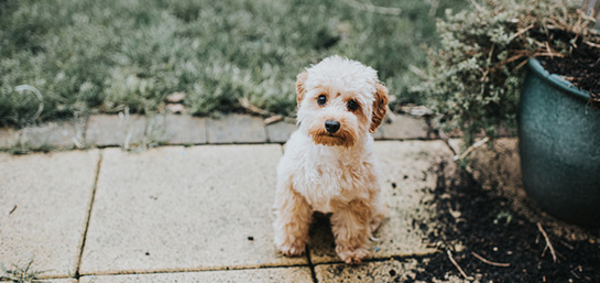 Cómo adiestrar a un perro (cachorro)