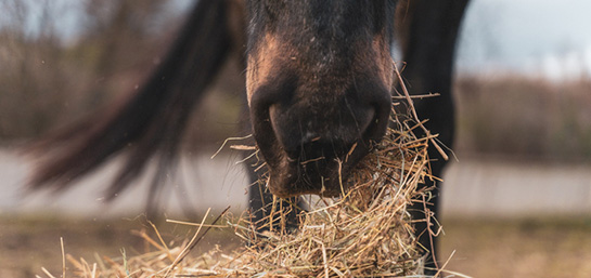 10 tips sobre alimentación de caballos