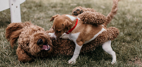 Tips para evitar peleas entre tus mascotas