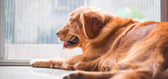 El vértigo en el perro: síntomas y causas