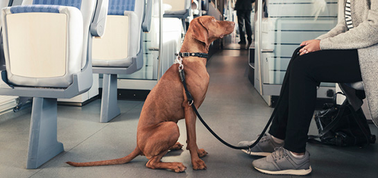 Tips para viajar con tu mascota en tren / AVE